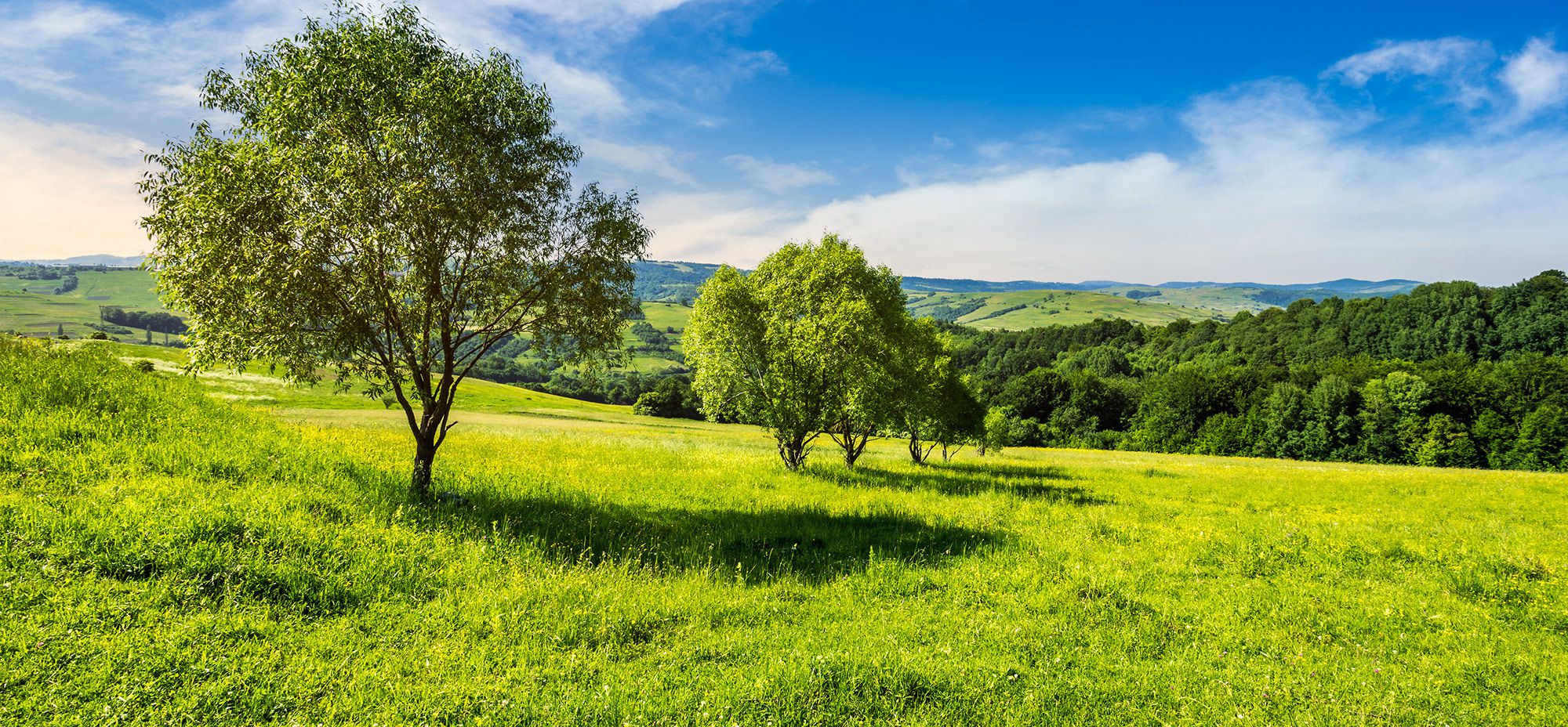 © Pellinni - Fotolia.com
